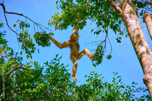 Gibbon jumps on tree branches at Vinpearl Safari and Conservation Park on Phu Quoc Island, Vietnam.