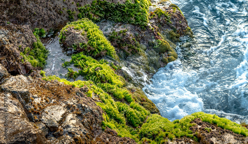 Fotografie the stones in the Co Thach coast were fully covered with moss and seaweed