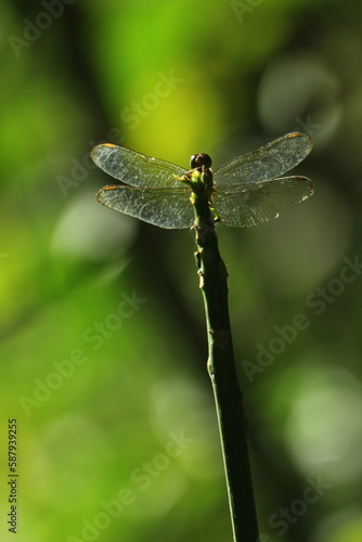 dragonfly, a dragonfly perched on a wooden branch