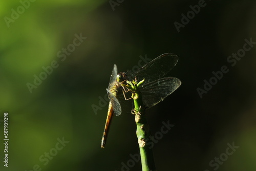 dragonfly, a dragonfly perched on a wooden branch