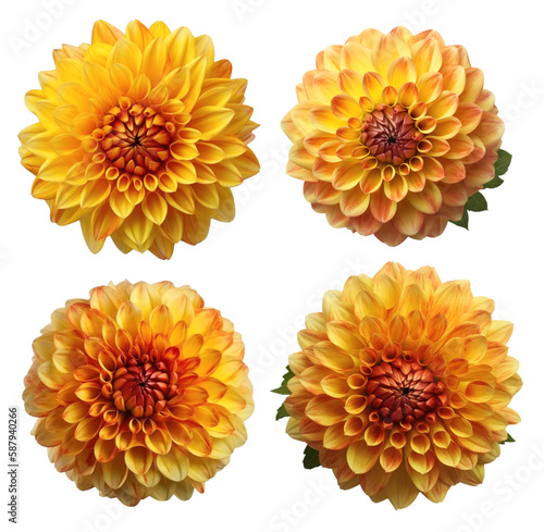 Four different dahlia flowers in yellow color, top view and on a transparent background, Generative AI