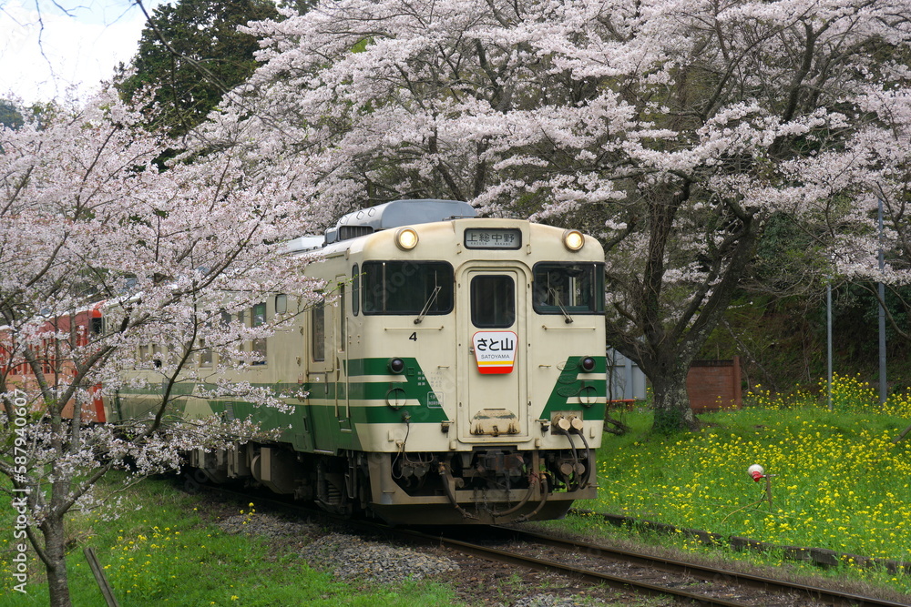 Naklejka premium 桜とレトロ列車 小湊鉄道 上総大久保駅