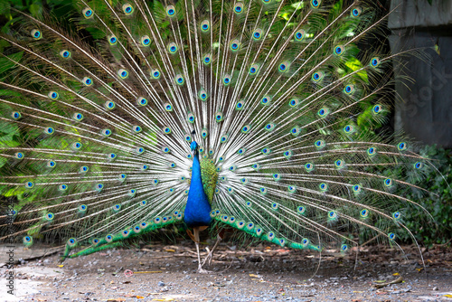 Portrait of a colorful dancing peacock