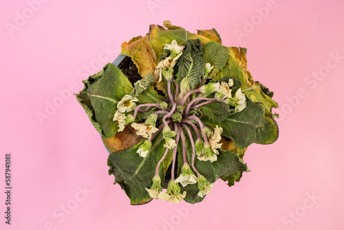 Dead primula white flowers, dried potted plant on pink background, photo