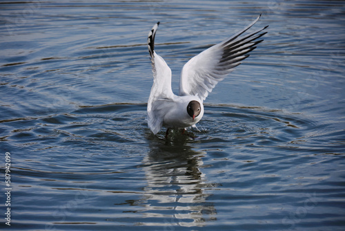 seagull in the water. Beautiful seagull flaps its wings on the water. Swimming along water pond.