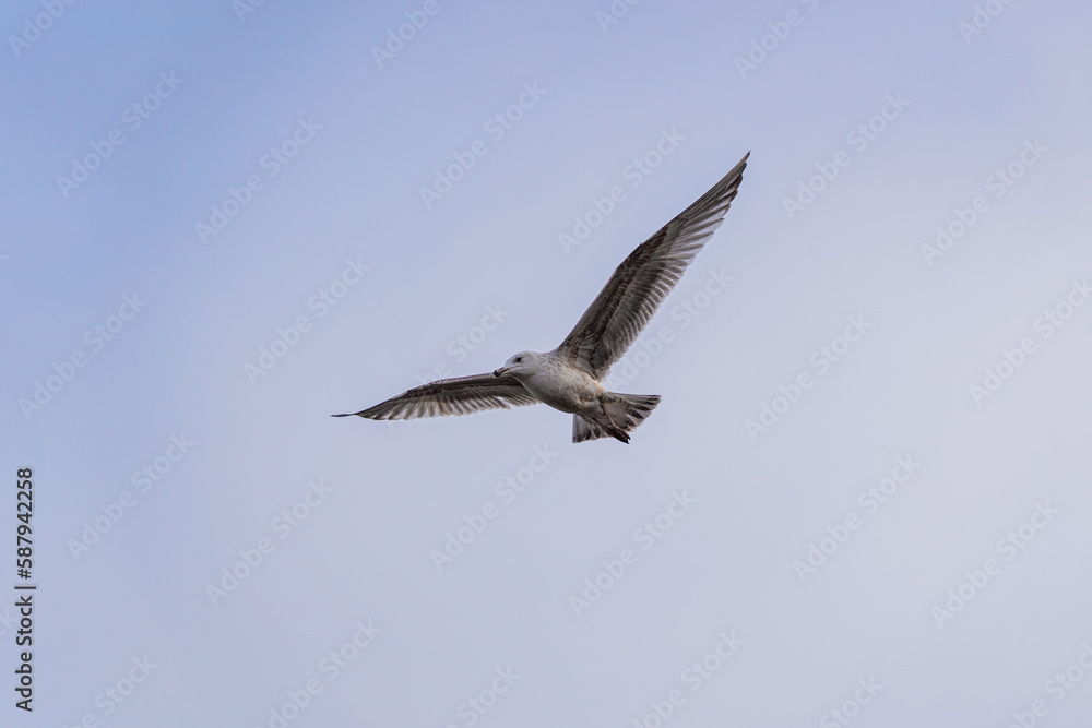 gull in flight with wings spread gull in flight with wings spread