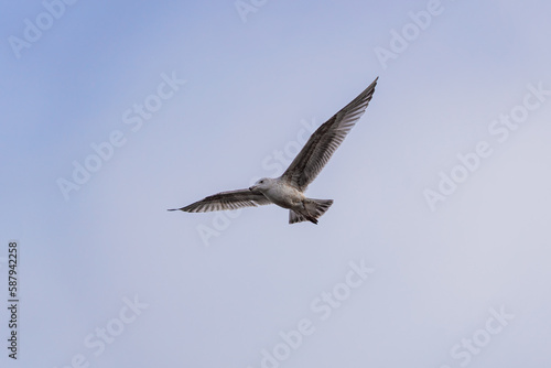 gull in flight with wings spread
