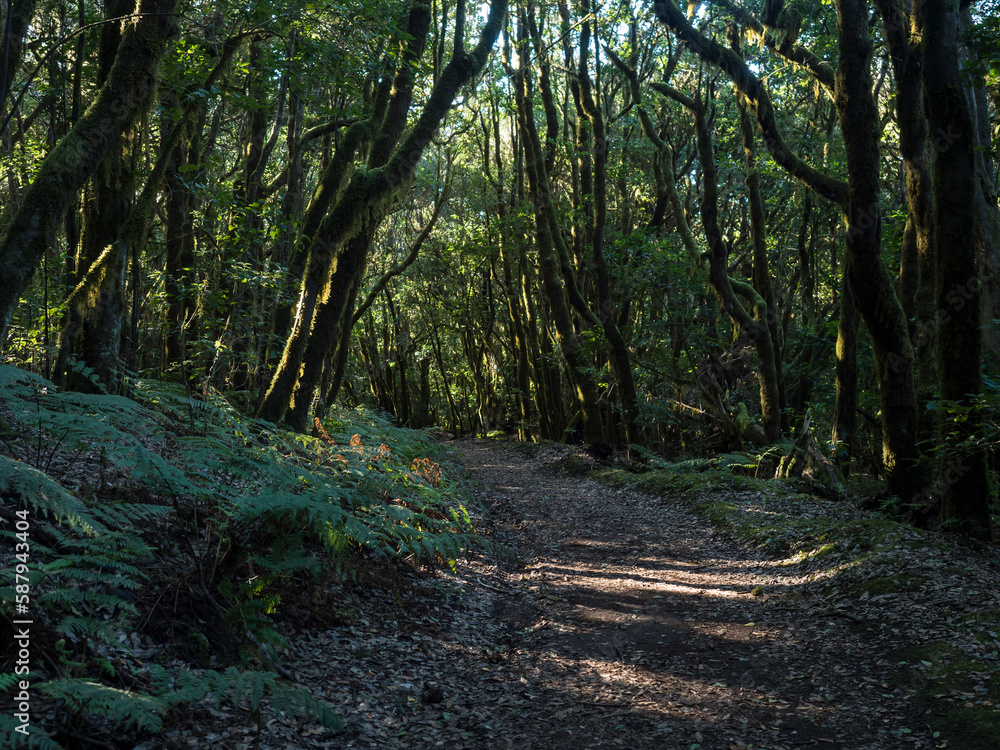 Path in fairytale laurisilva forest with mossy trees at Garajonay National Park, La Gomera, Canary Islands, Spain. Mysterious magical nature scenery. UNESCO World Heritage Site. Path in fairytale laurisilva forest with mossy trees at Garajonay National Park, La Gomera, Canary Islands, Spain. Mysterious magical nature scenery. UNESCO World Heritage Site.