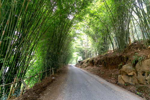 Fototapeta Naklejka Na Ścianę i Meble -  Scenic dirt road walkway among green bamboo trees. Rural scene  