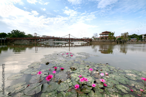 Pink waterlily in lake