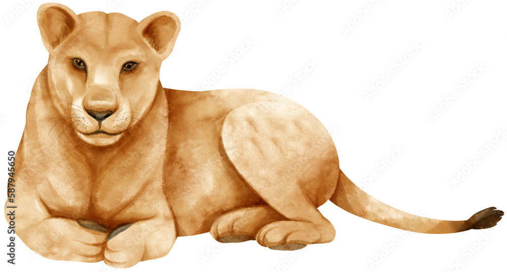 Obraz premium Lion african wildlife animals watercolor illustration