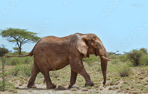 full length side profile of a male african elephant walking in the wild savannah of buffalo springs national reserve  kenya