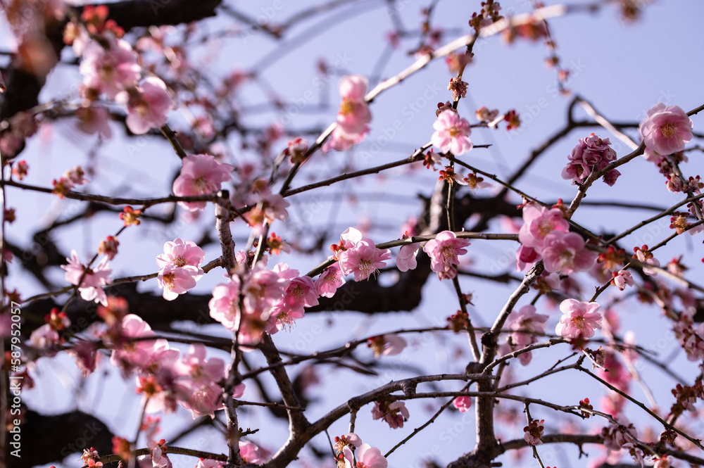 満開な梅の花 満開な梅の花