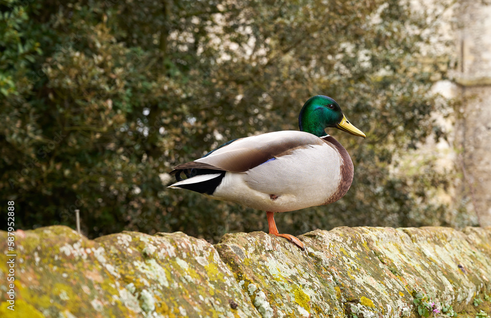 Solitary Mallard duck standing on a wall Solitary Mallard duck standing on a wall