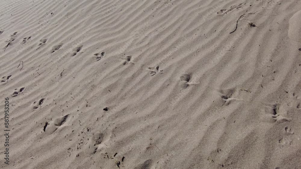 dog footprints in the sand, dune, sandy shore dog footprints in the sand, dune, sandy shore