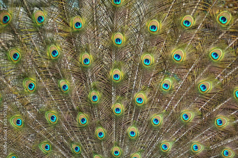 Obraz premium Peacock feather close up, background of a colored bird tail, simetrical shape