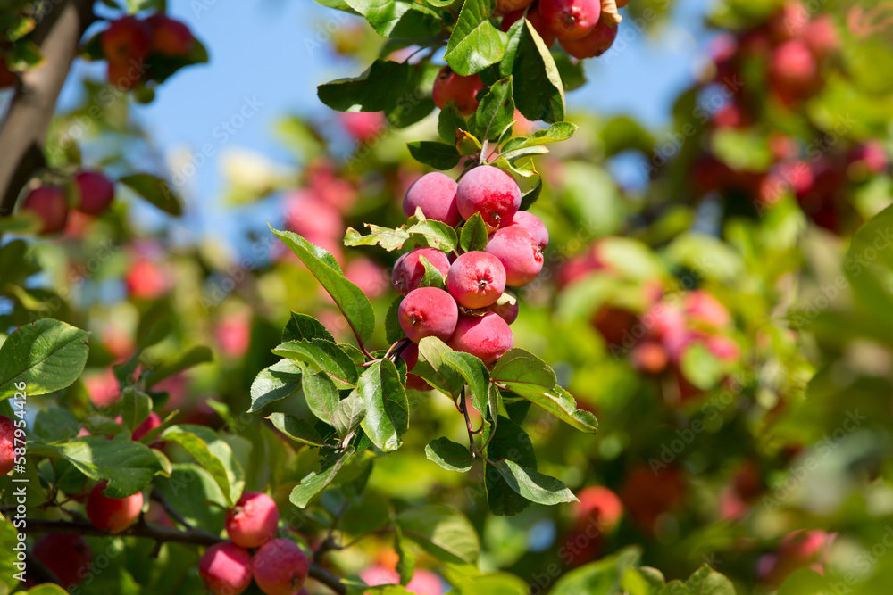 Paradise apples. Chinese plum-leaved apple tree with ripe fruits. Small-fruited apple tree Paradise apples. Chinese plum-leaved apple tree with ripe fruits. Small-fruited apple tree