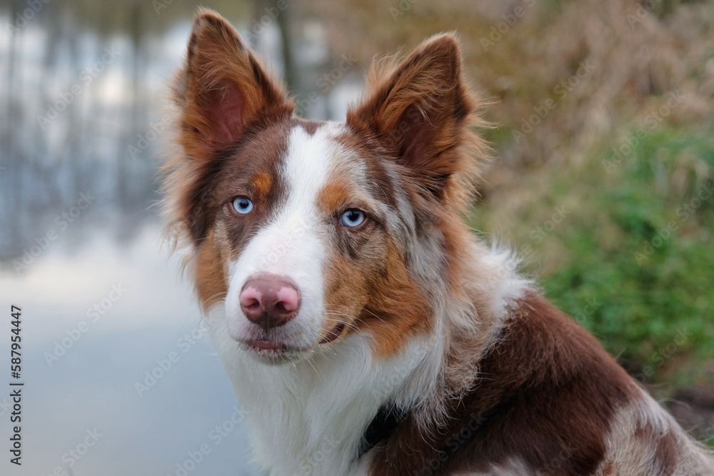 Chocolate Border Collie Puppies