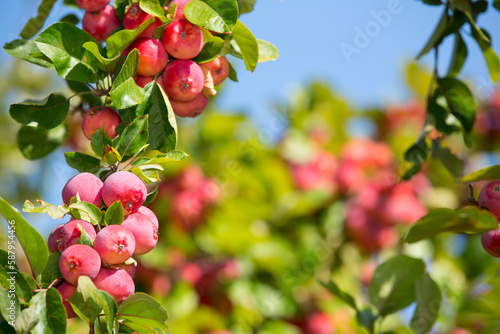 Paradise apples. Chinese plum-leaved apple tree with ripe fruits. Small-fruited apple tree