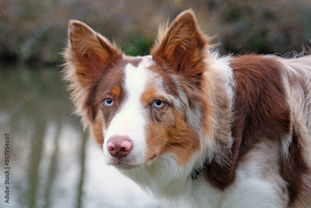A tri coloured red merle border collie stood on a river bank, Surrey, UK. A tri coloured red merle border collie stood on a river bank, Surrey, UK.