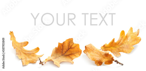 Fallen autumn leaves on white background. Space for your text