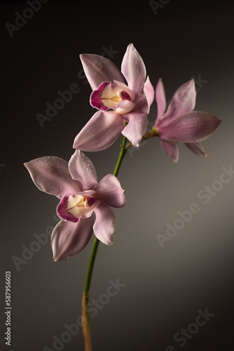 Pink Cymbidium orchid flowers on a gray background  vertical format