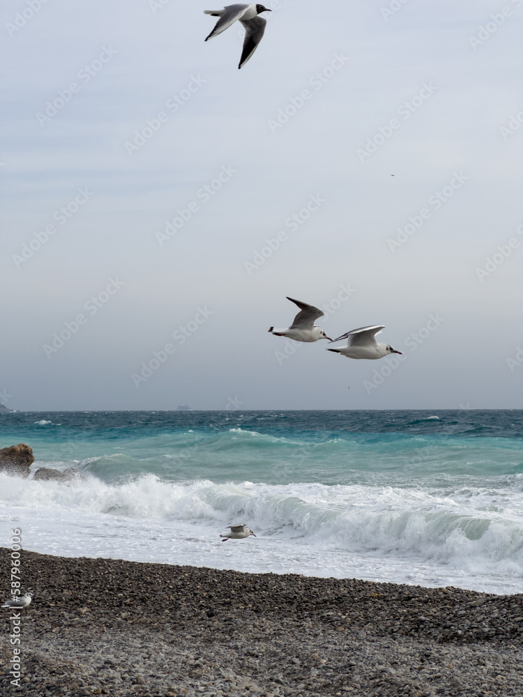 Seagulls flying over pebble beach of Nice, France with azure waves of mediterranean sea