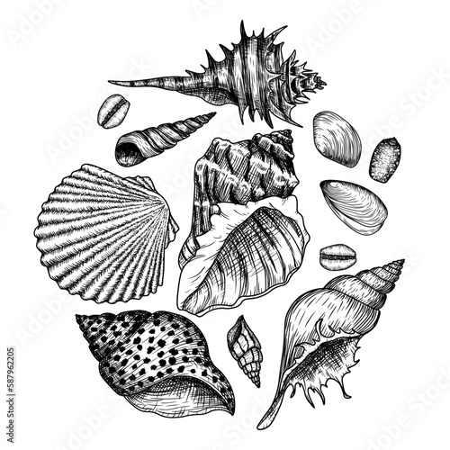 Vector illustration of sea shells in engraving style