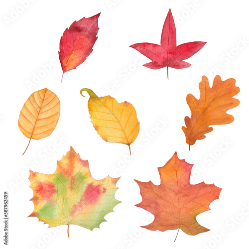 watercolor fall leaf set - red, green, brown, scarlet.set of objects on a white background. Forest design elements. Hello Autumn illustrations. Perfect for seasonal advertisement, invitations, cards.