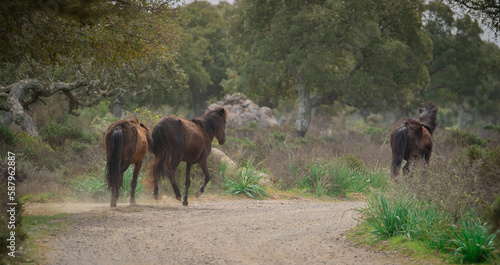 Giara horses graze in their natural environment, Giara di Gesturi, South Sardinia 
