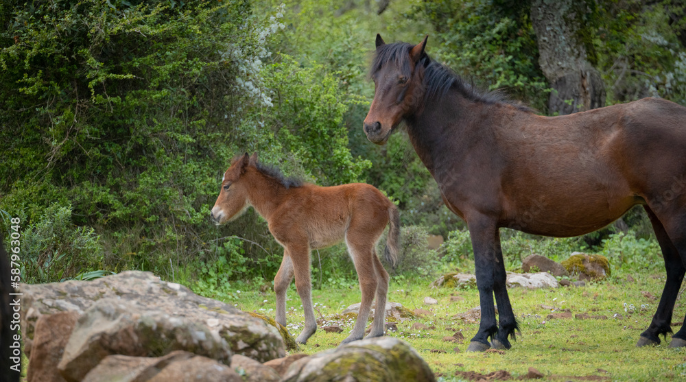 Fototapeta premium Giara horses graze in their natural environment, Giara di Gesturi, South Sardinia 