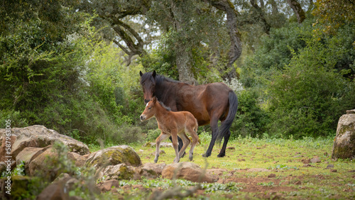 Giara horses graze in their natural environment, Giara di Gesturi, South Sardinia  © ivan canavera