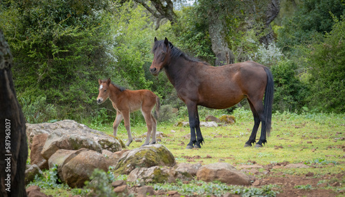 Giara horses graze in their natural environment  Giara di Gesturi  South Sardinia 