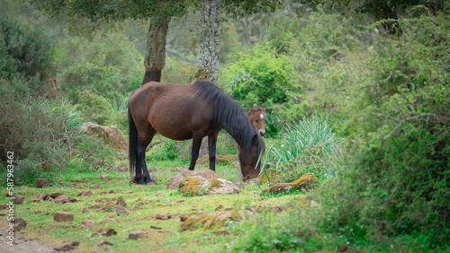 foal of the Giara Cavallini breed, protected by its mother, playing in its natural environment, Giara di Gesturi, South Sardinia
