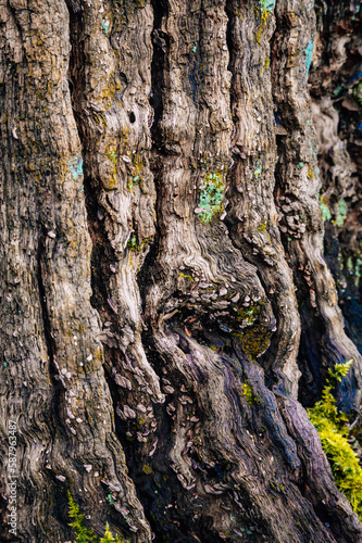 Close Up of Tree Bark 