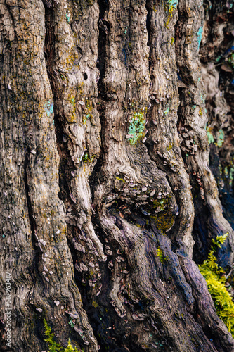 Close Up of Tree Bark 