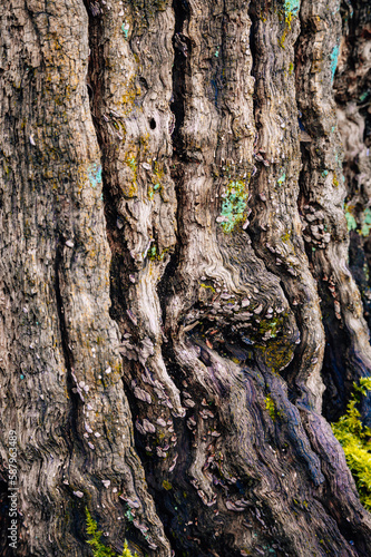 Close Up of Tree Bark 