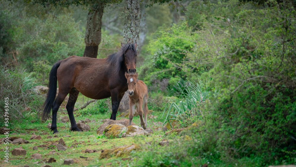 foal of the Giara Cavallini breed, protected by its mother, playing in its natural environment, Giara di Gesturi, South Sardinia
foal of the Giara Cavallini breed, protected by its mother, playing in its natural environment, Giara di Gesturi, South Sardinia