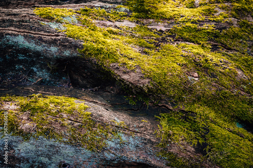 Close Up of Tree Bark With Green Moss