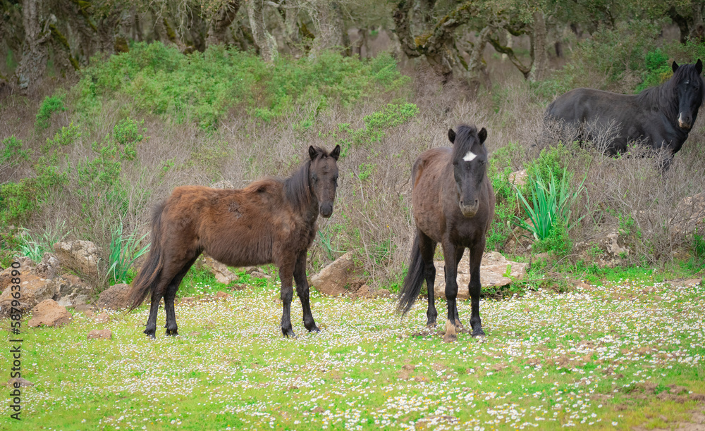 Fototapeta premium Giara horses graze in their natural environment, Giara di Gesturi, South Sardinia 