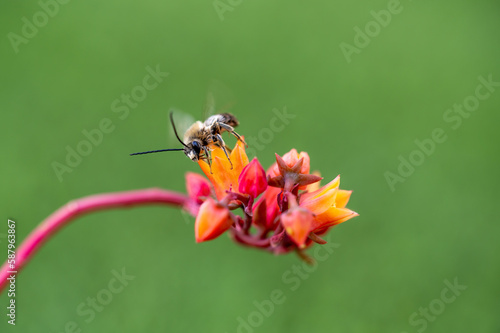 Long-horned bee (Eucera longicornis) perched on orange flowers of succulent plant © Miguel Ángel RM