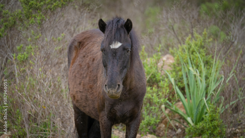 Fototapeta premium Giara horses graze in their natural environment, Giara di Gesturi, South Sardinia