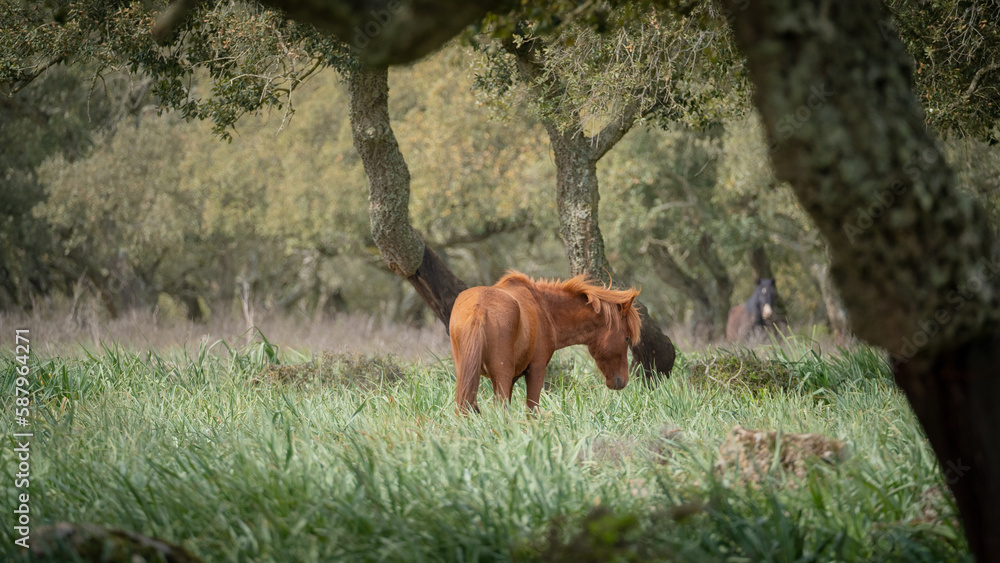 Giara horses graze in their natural environment, Giara di Gesturi, South Sardinia
Giara horses graze in their natural environment, Giara di Gesturi, South Sardinia