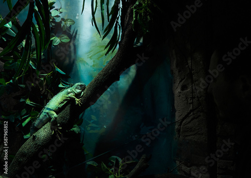 Green Iguana Relaxing on a Branch