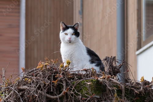 Observing cat