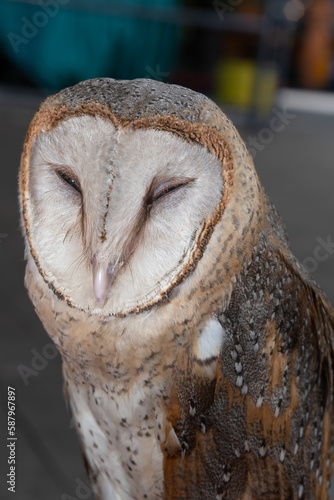 close-up cute face of a barn owl bird