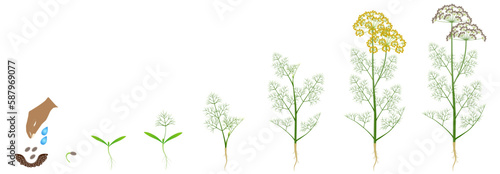 Cycle of growth of dill plant isolated on a white background.
