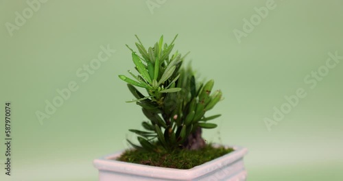 Pansai or bonsai of Podocarpus macrophyllus, or yew plum pine, Buddhist pine, fern pine and Japanese yew,  is the northernmost species native to southern Japan and southern and eastern China.