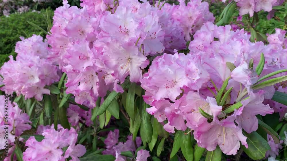 Gorgeous rhododendron bush with pale pink flowers grows in the park. Gorgeous rhododendron bush with pale pink flowers grows in the park.