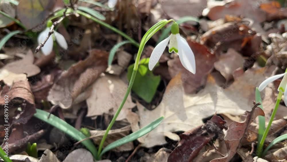 Snowdrops bloom in the forest surrounded by last year's dry leaves. Snowdrops bloom in the forest surrounded by last year's dry leaves.